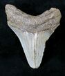 Serrated Posterior Megalodon Tooth - North Carolina #19967-2